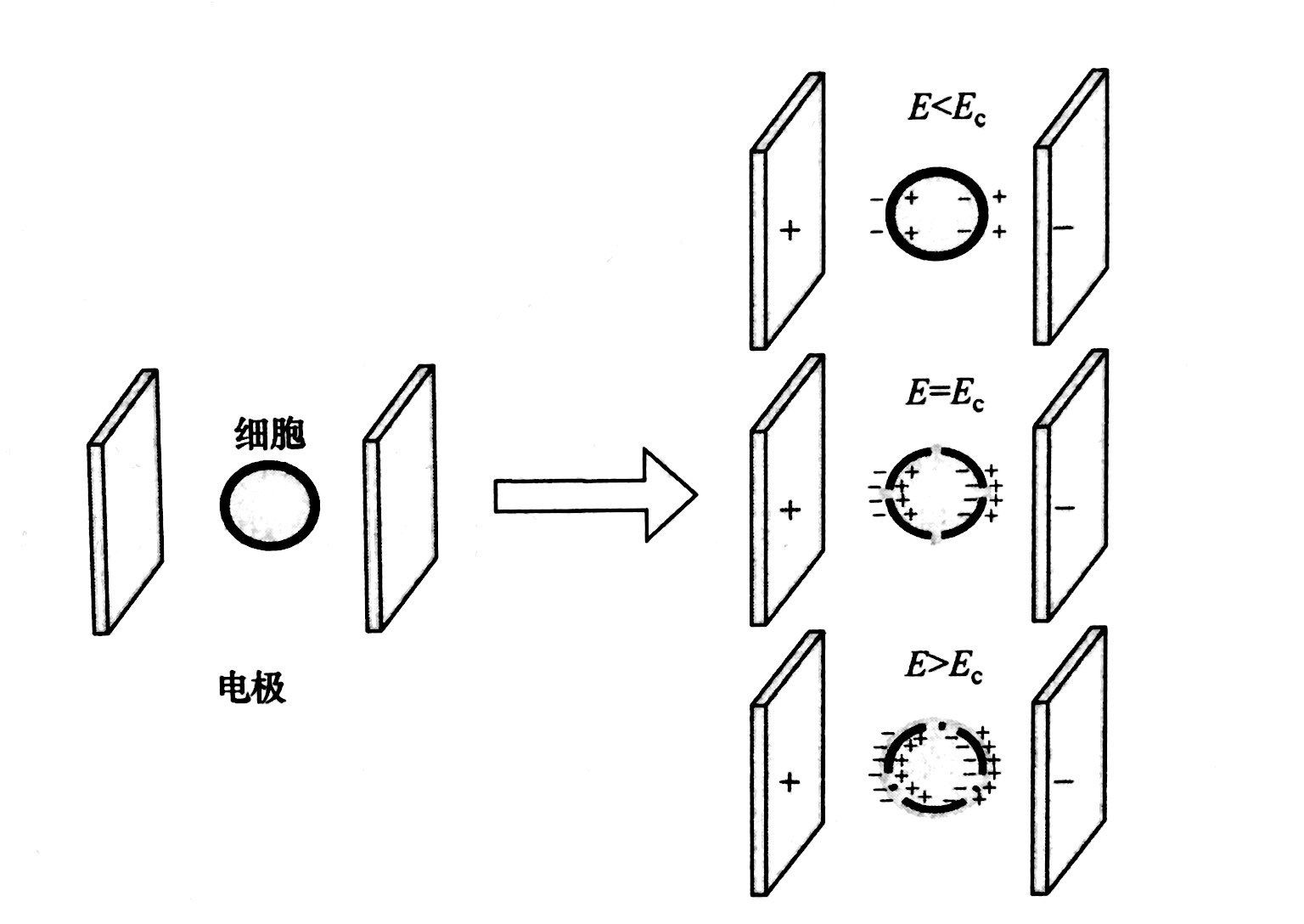 PEF等離子處理的基本原理和典型模型，普樂(lè)斯等離子體清洗機(jī)介紹