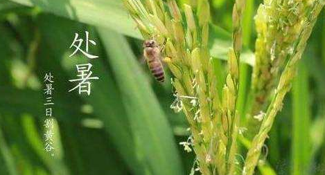 明日處暑，秋涼漸至-普樂斯等離子清洗機
